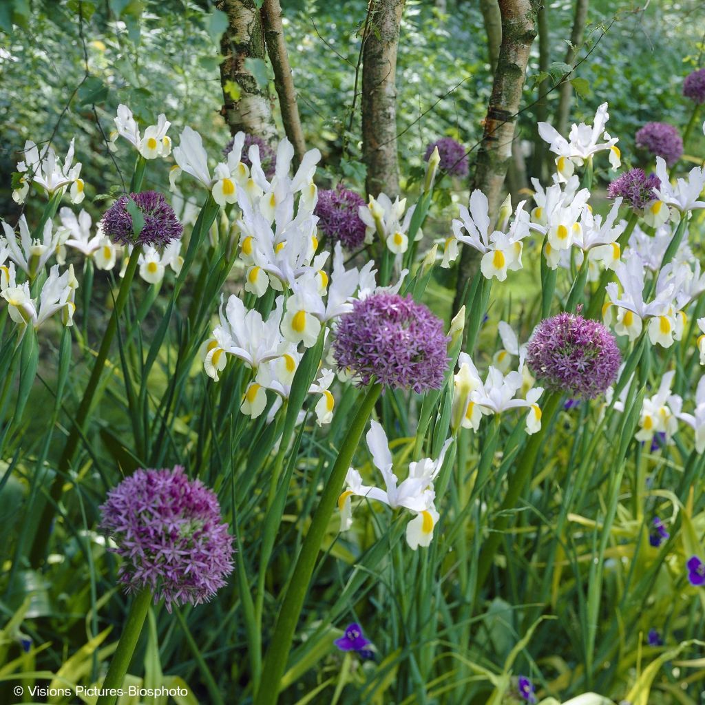 Allium & Iris collection from Holland
