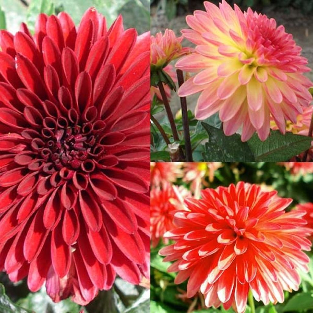 Collection dahlias Glow