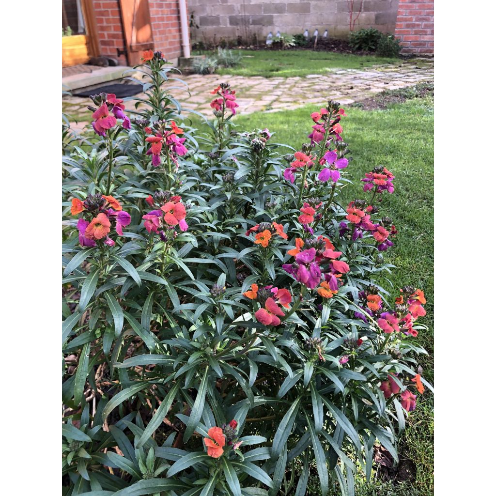 Selection of 3 perennial Wallflowers - Erysimum Winter