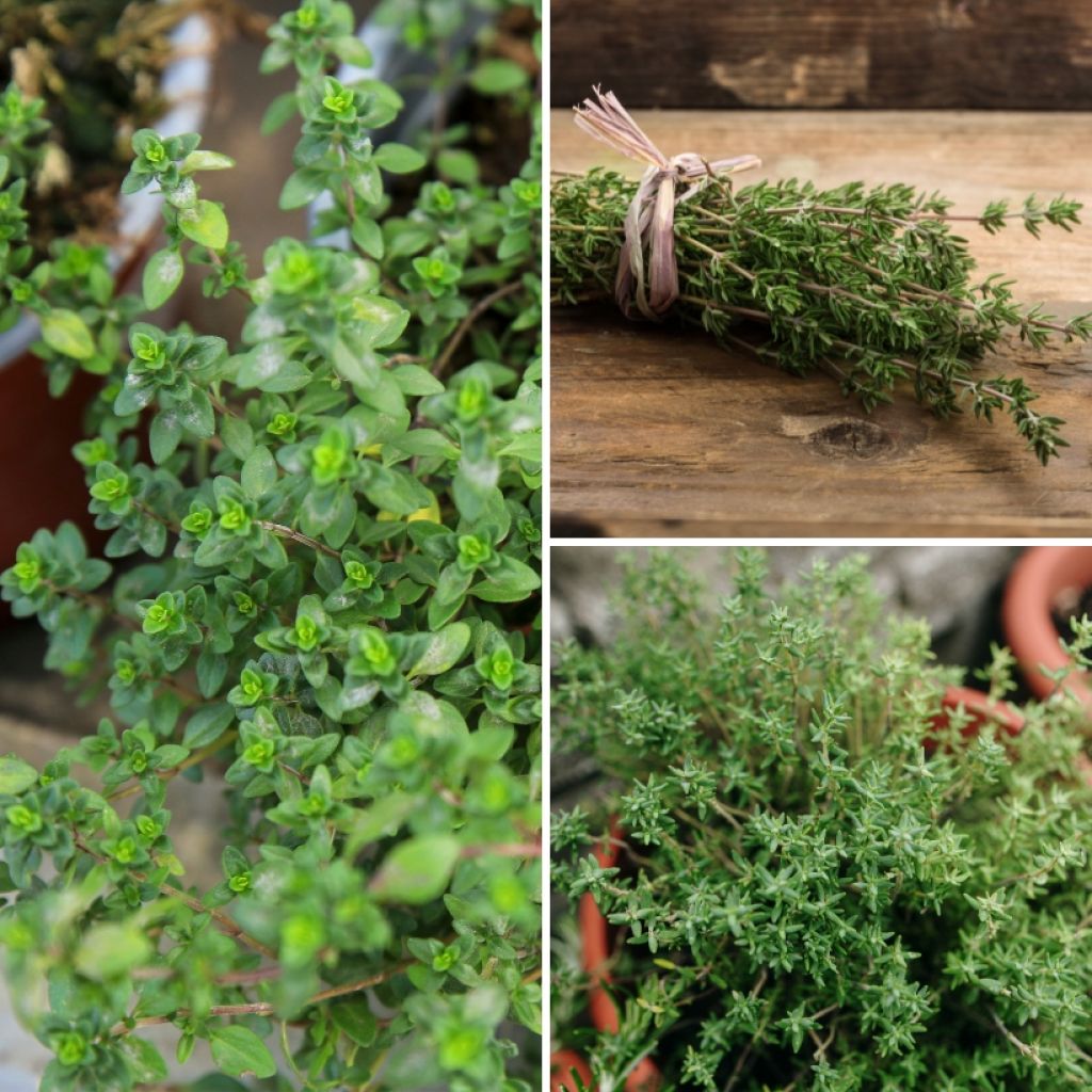 Collection of 3 Thyme plants
