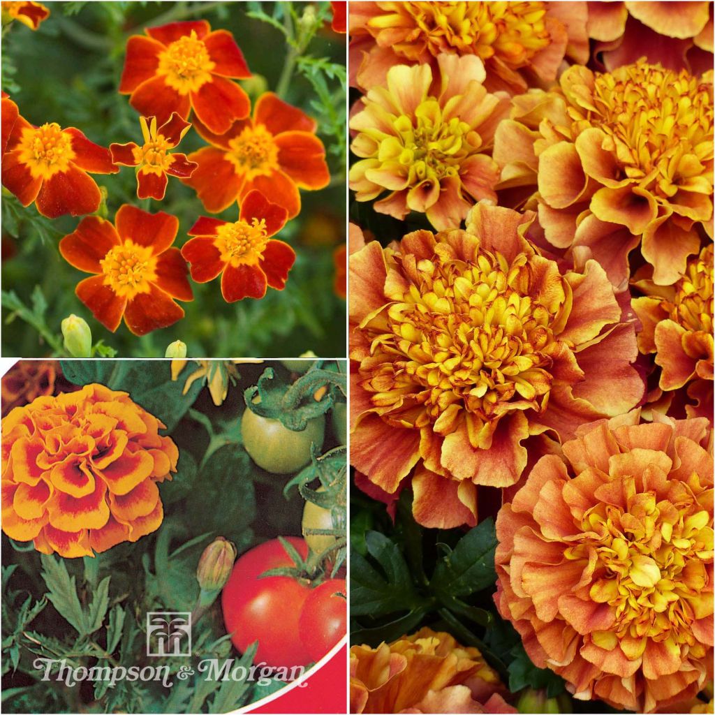 Seed Collection of Marigolds