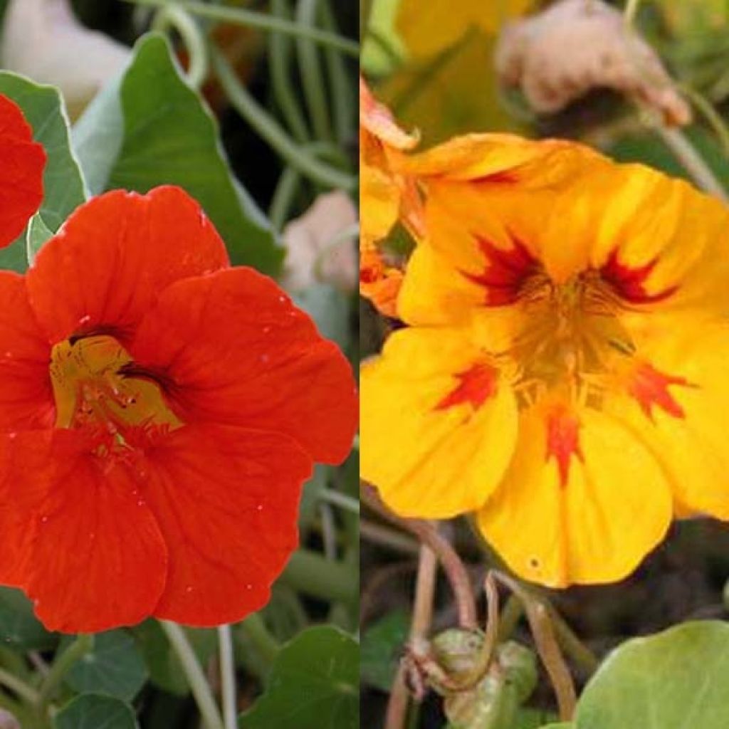 Collection of 5 Nasturtiums (Tropaeolum majus)