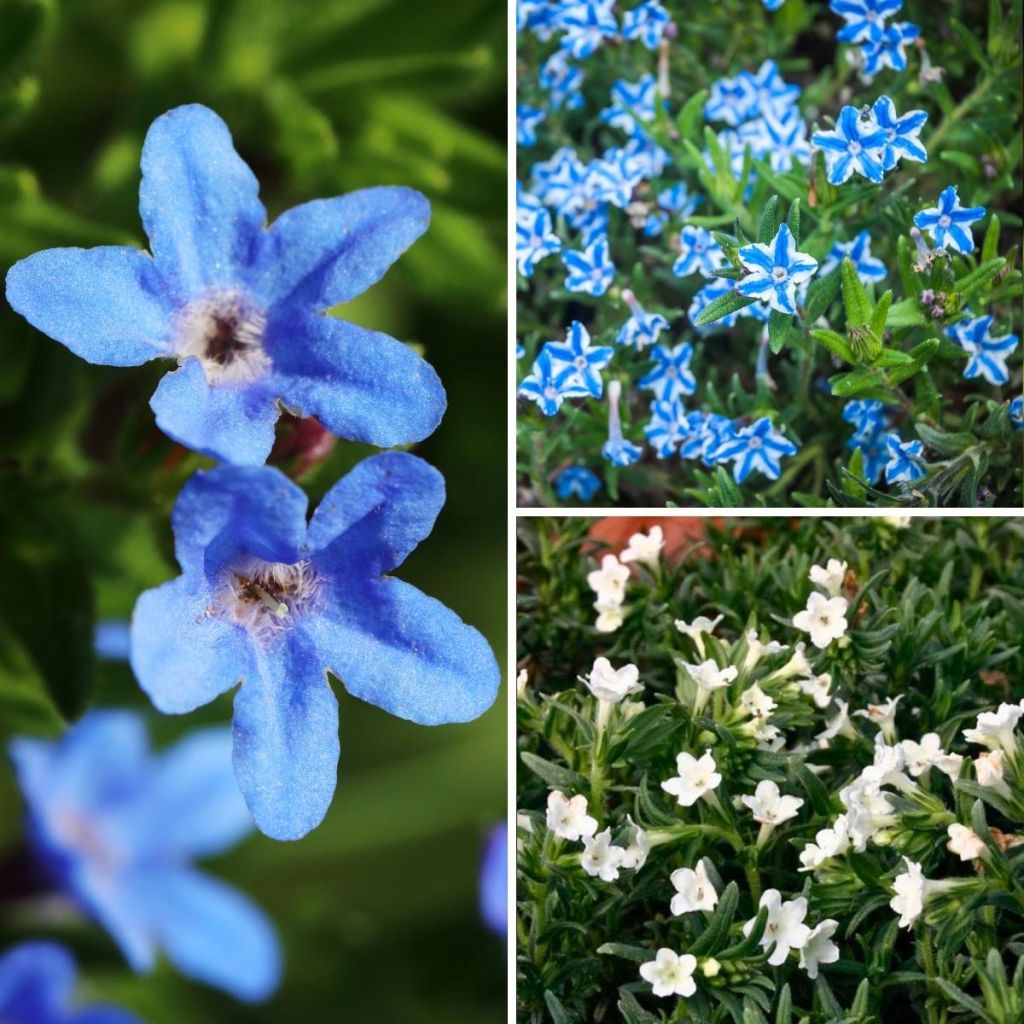 White and blue Lithodora collection