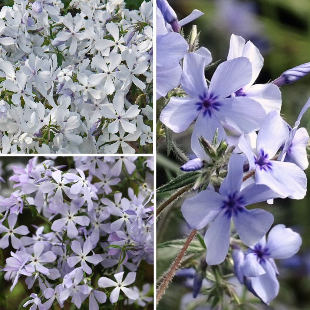 Small scented Phlox collection
