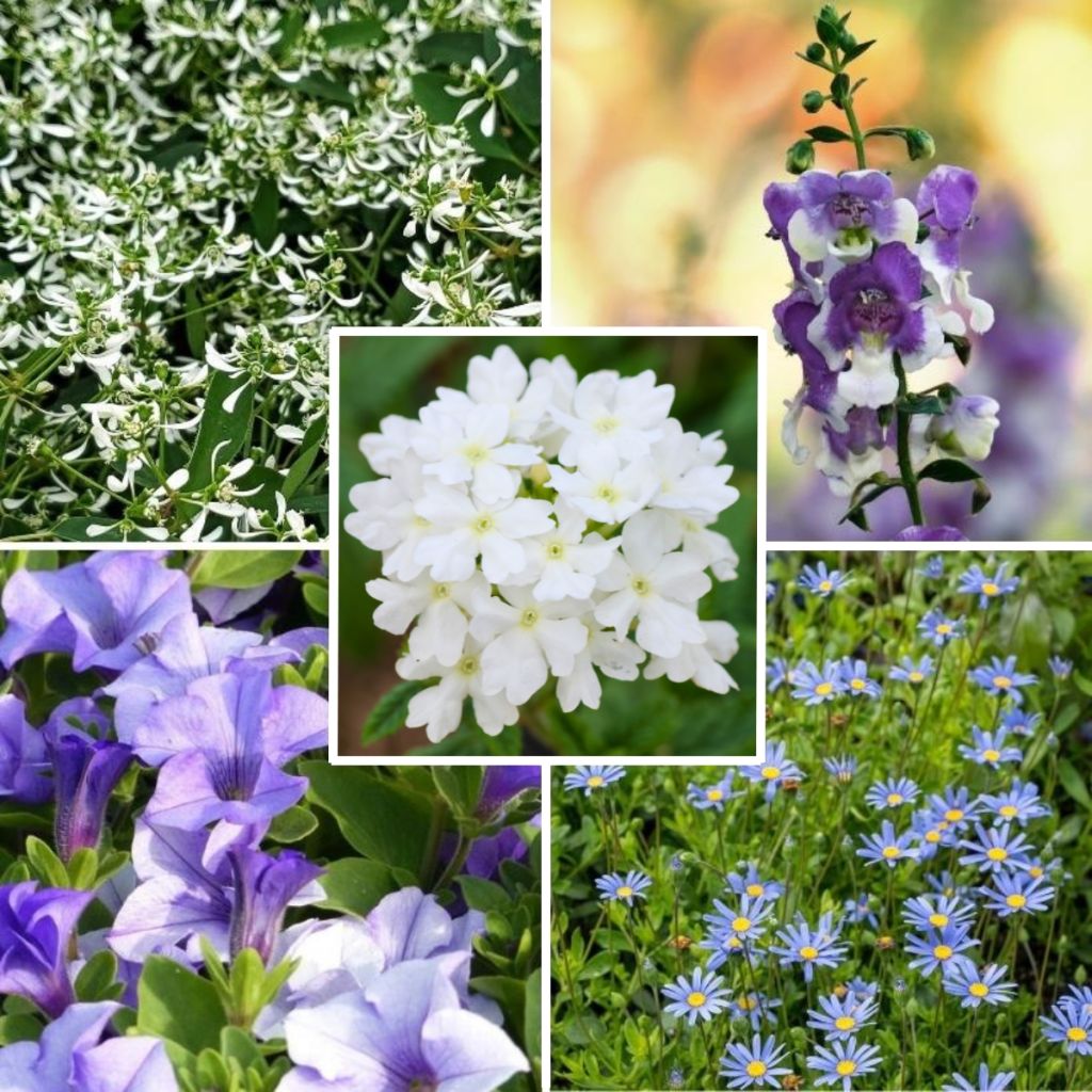Blue Wave Collection - 5 varieties of annuals
