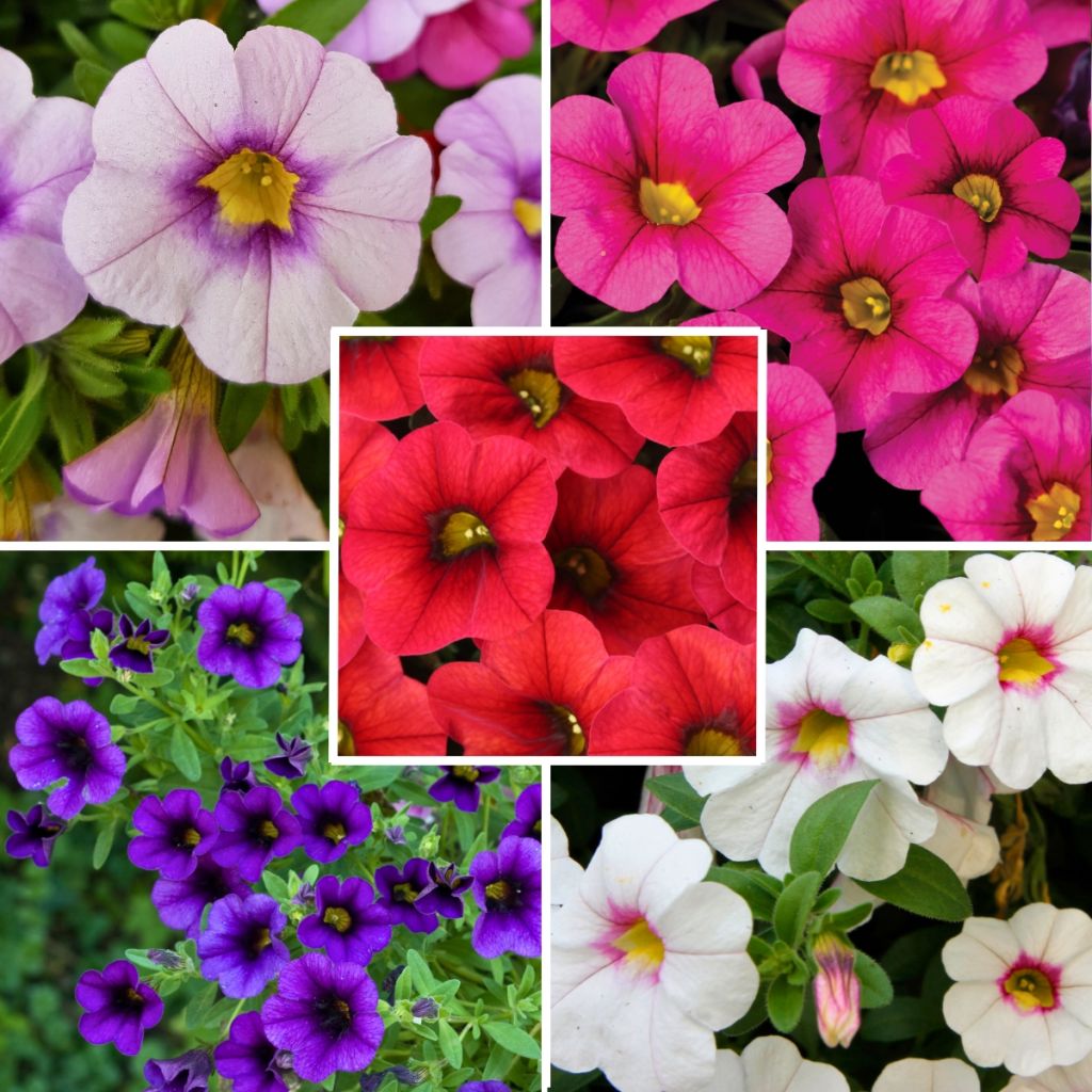 Collection of 5 Calibrachoas or Trailing Petunias