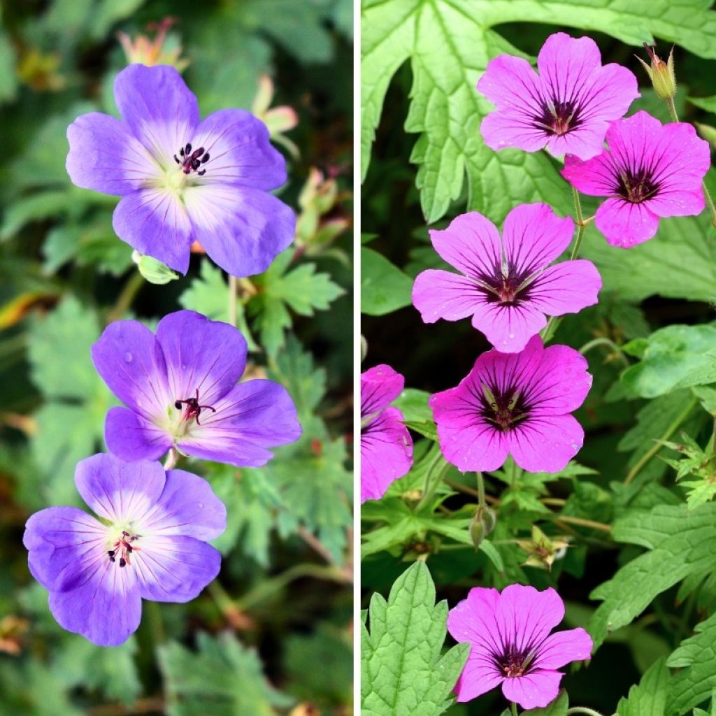 Long Flowering Geranium Collection