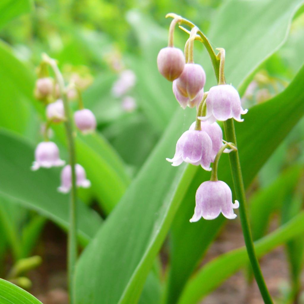 Convallaria majalis var. rosea - Lily of the Valley