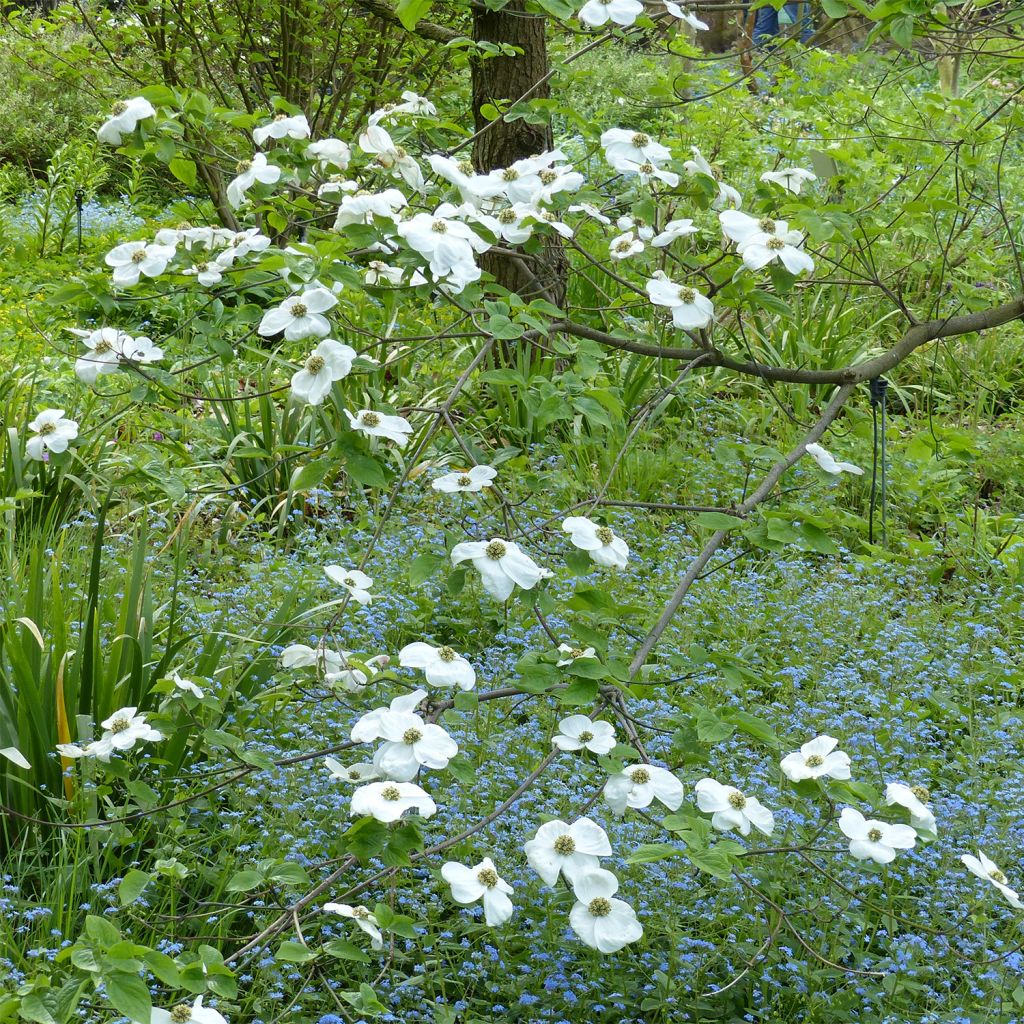 Cornus Ascona - Flowering Dogwood