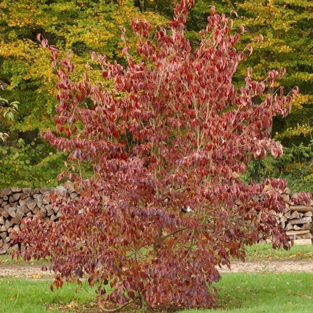 Cornus kousa subsp. chinensis Great Star - Flowering Dogwood