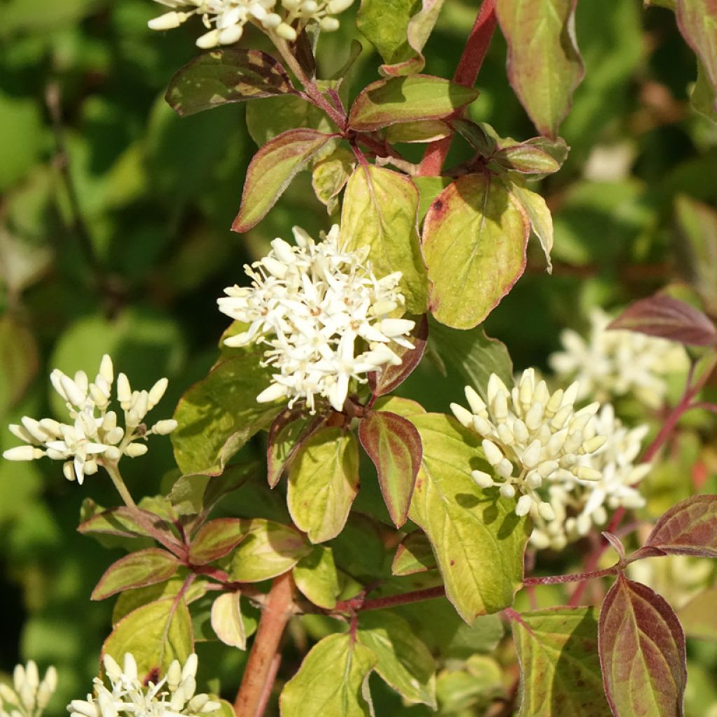 Cornus sanguinea Midwinter Fire - Common Dogwood