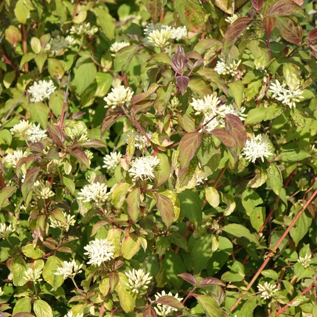 Cornus sanguinea Midwinter Fire - Common Dogwood