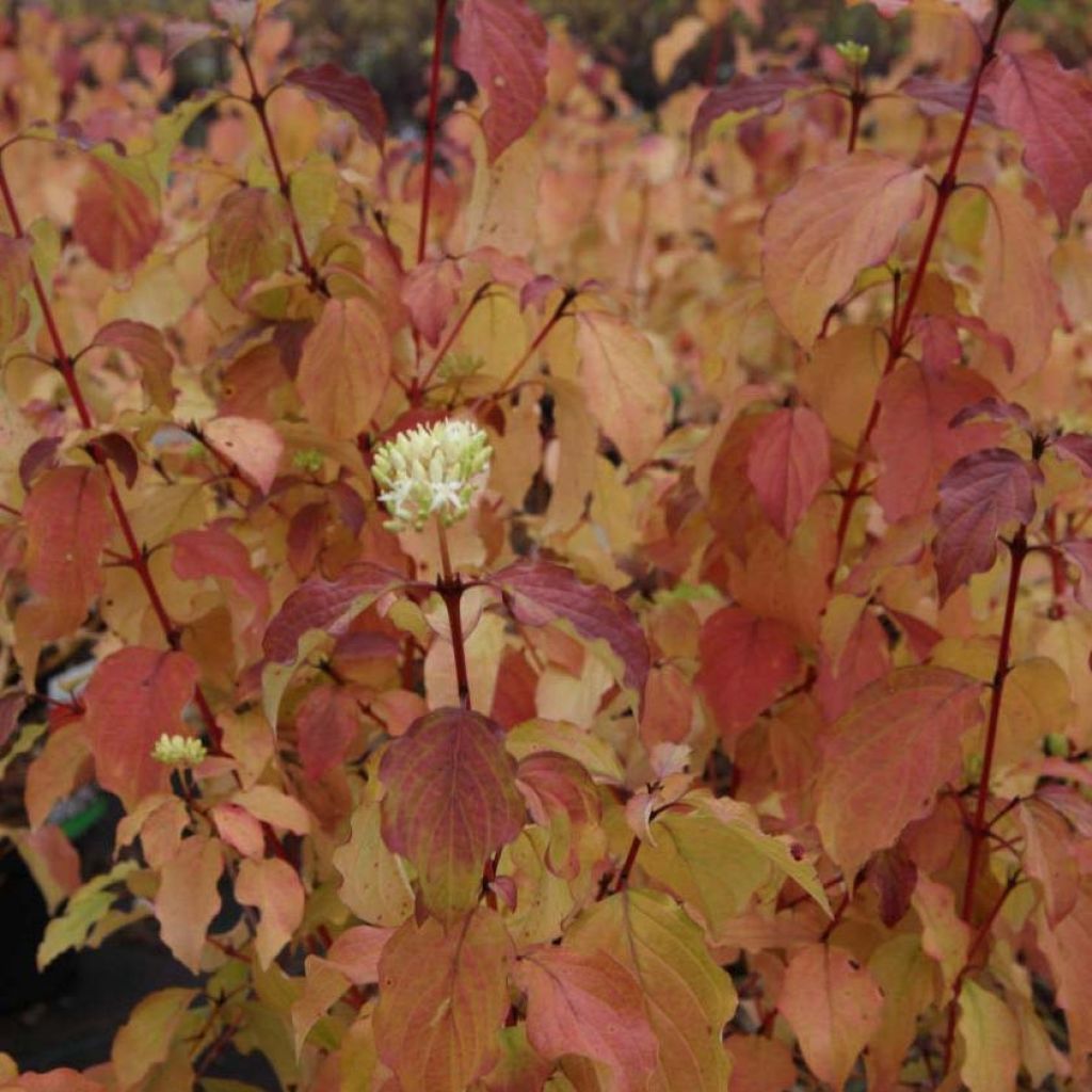 Cornus sanguinea Winter Beauty - Common Dogwood