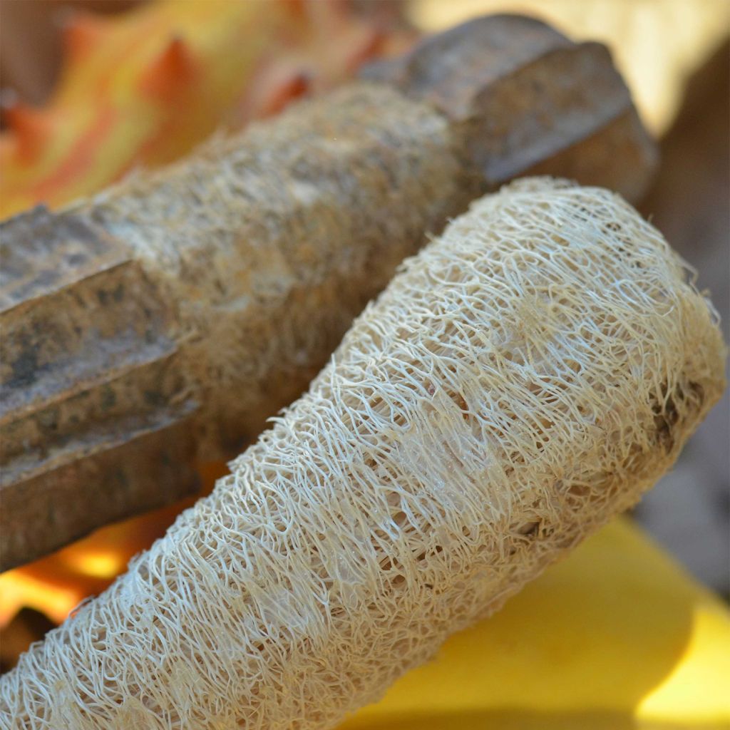 Luffa Squash or Dishcloth Gourd - Ferme de Sainte Marthe Seeds
