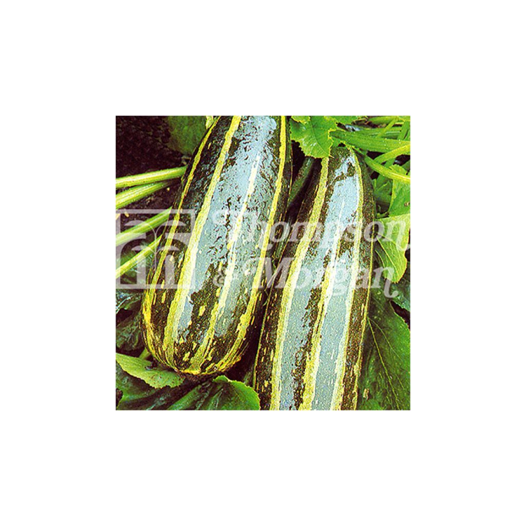 Zucchini Long Green Striped - Cucurbita pepo