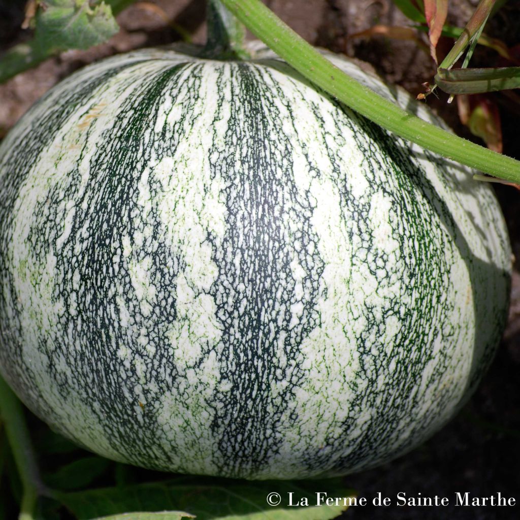 Squash Pepita - Ferme de Sainte Marthe Seeds