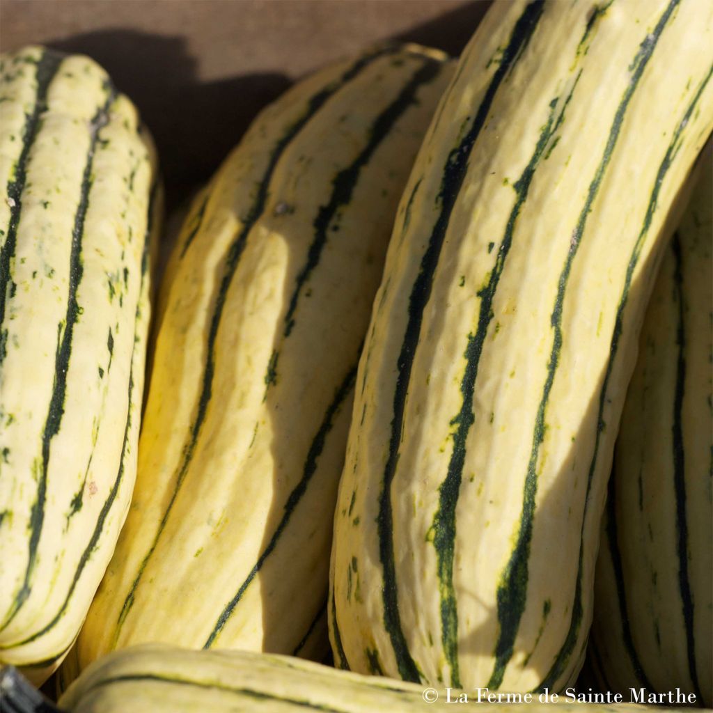 Squash Sweet Potato or Delicata - Ferme de Sainte Marthe Seeds
