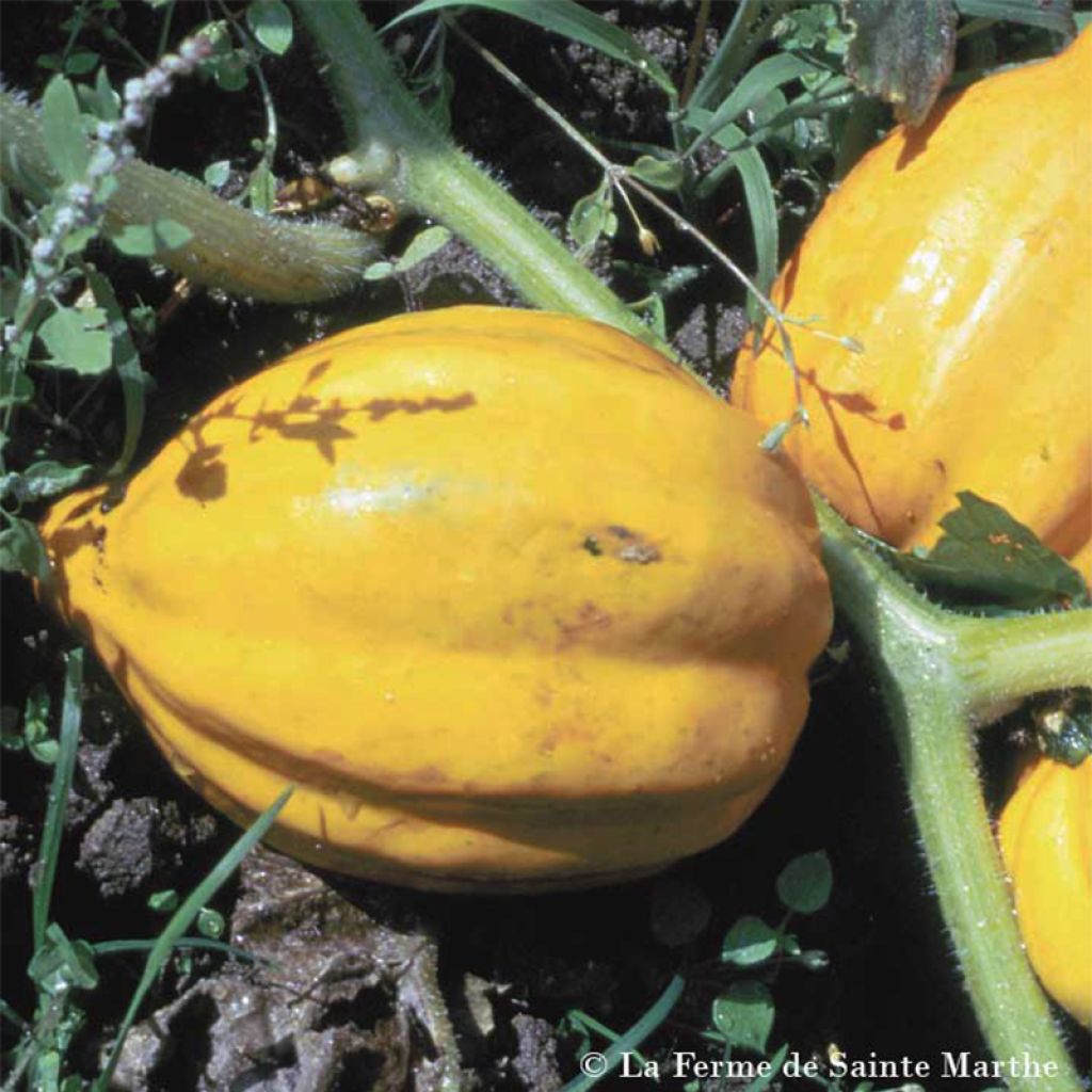 Acorn Squash Table Gold - Ferme de Sainte Marthe Seeds