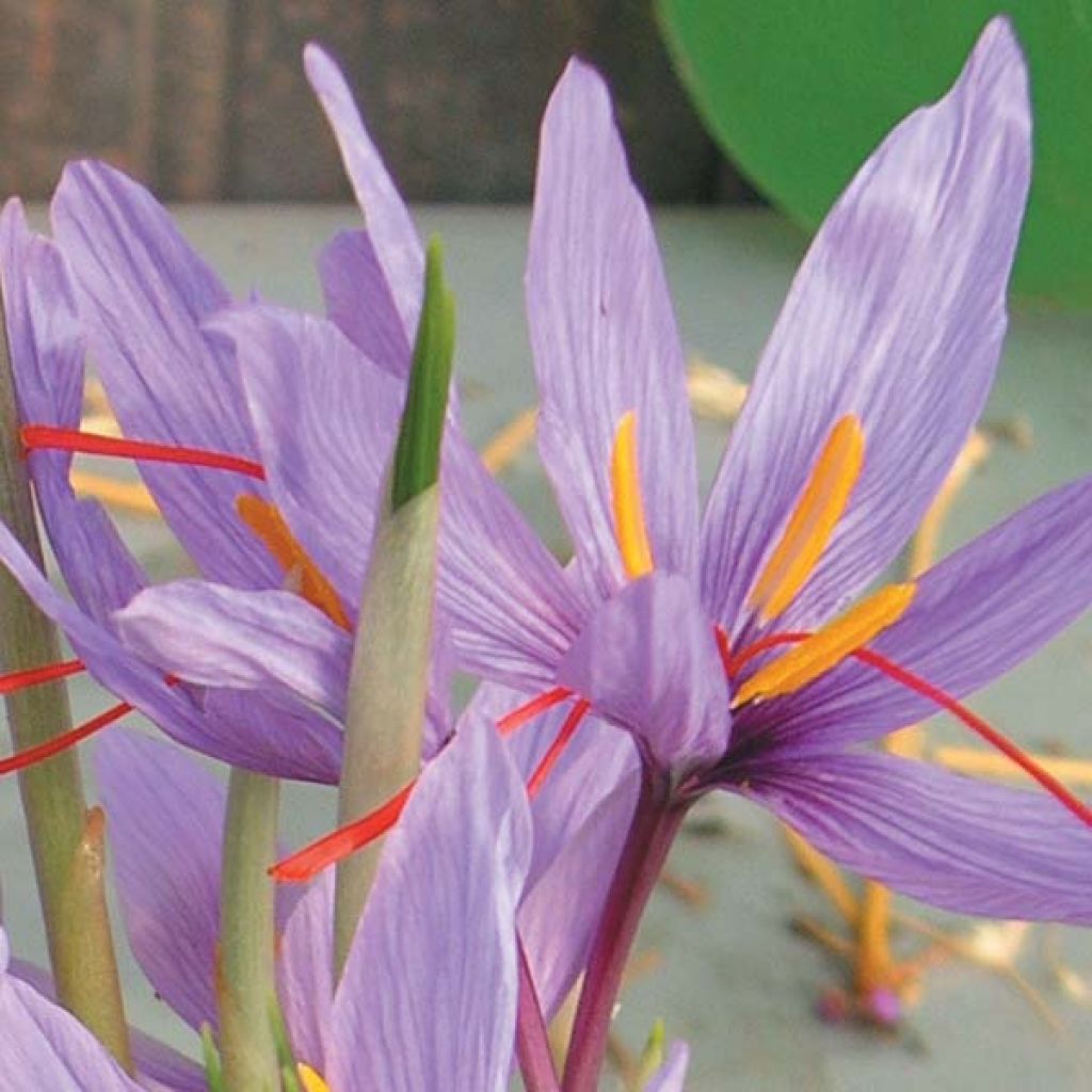 Crocus sativus - Saffron