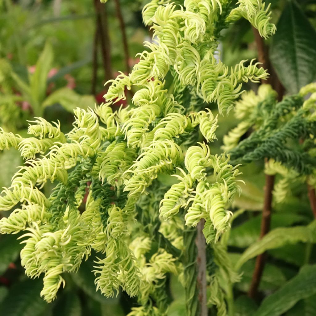Cryptomeria japonica Kyara Gold - Japanese cedar