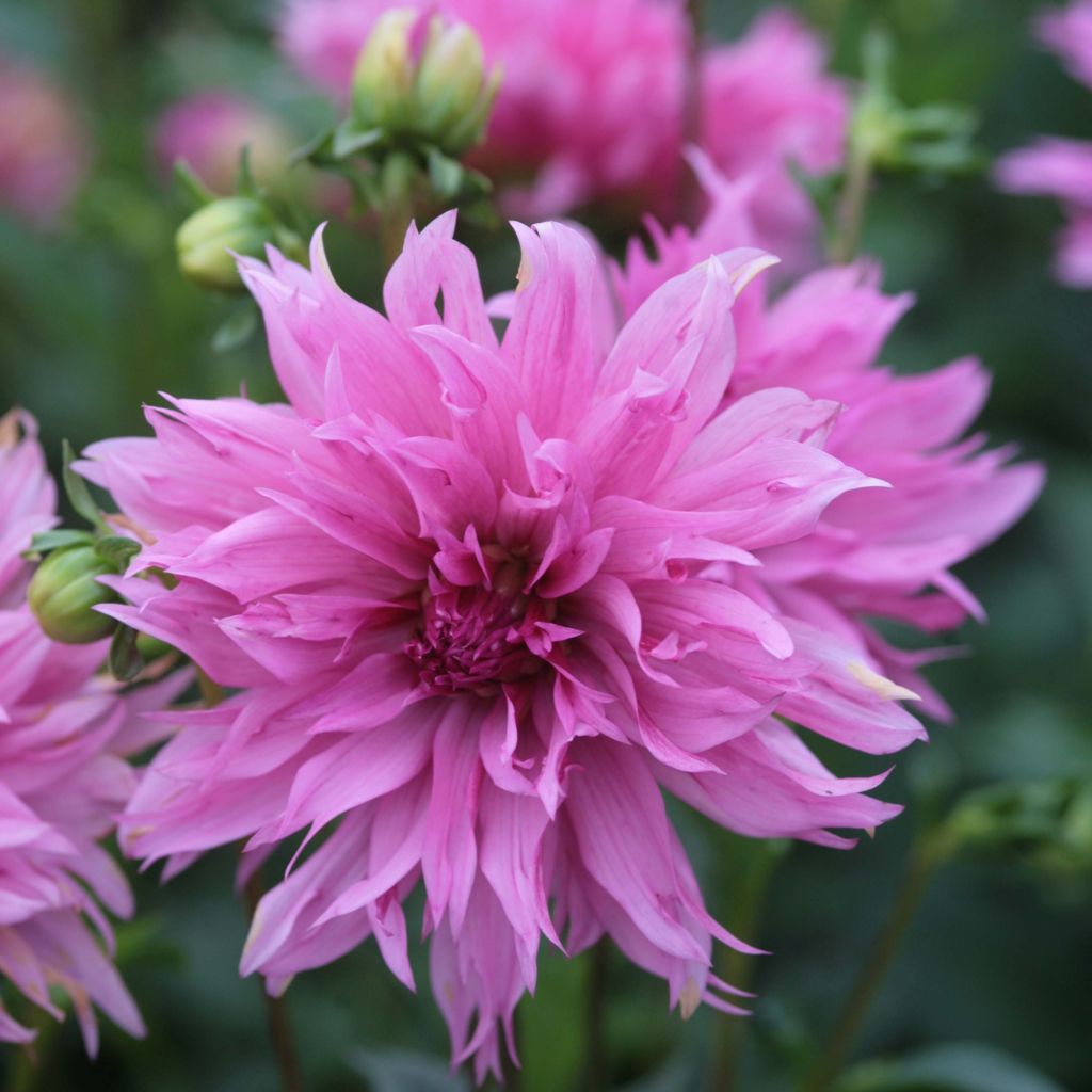 Dahlia Frizzle Sizzle