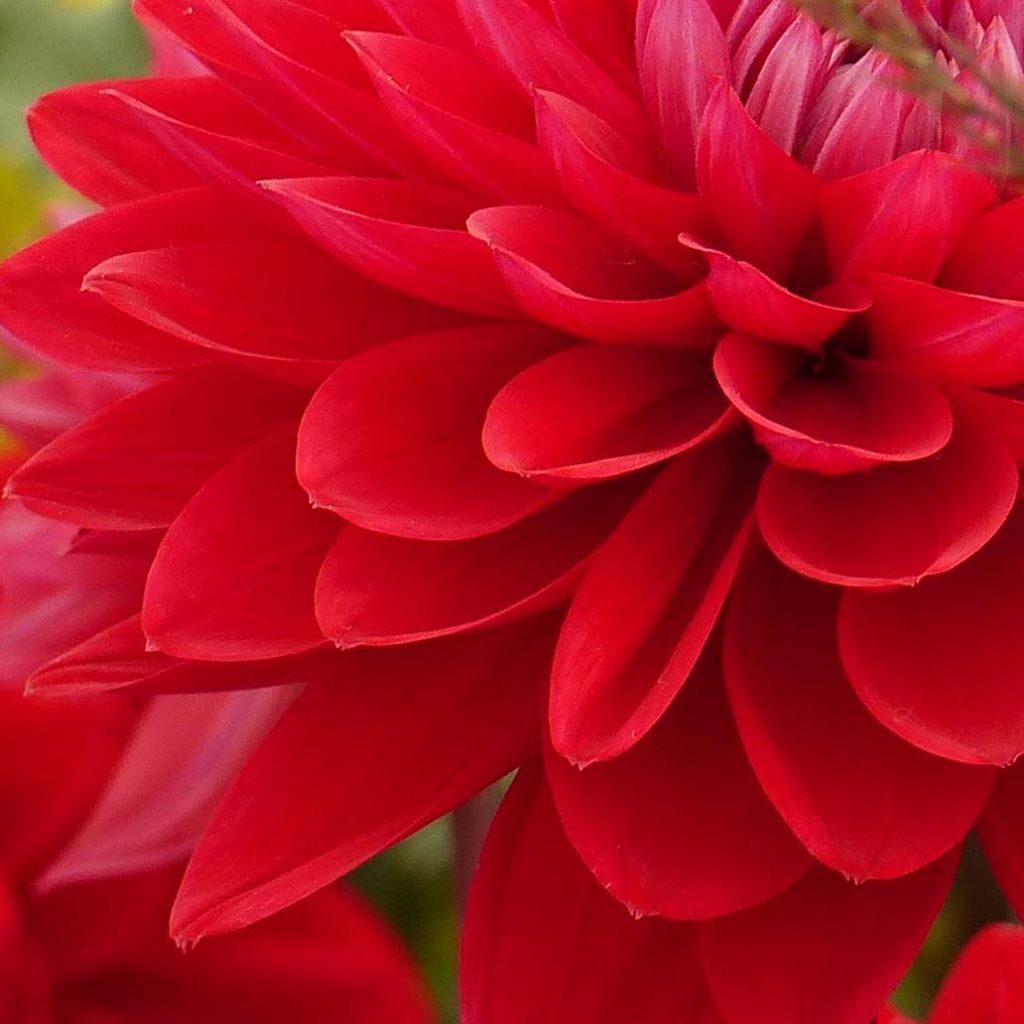 Dahlia Philadelphia