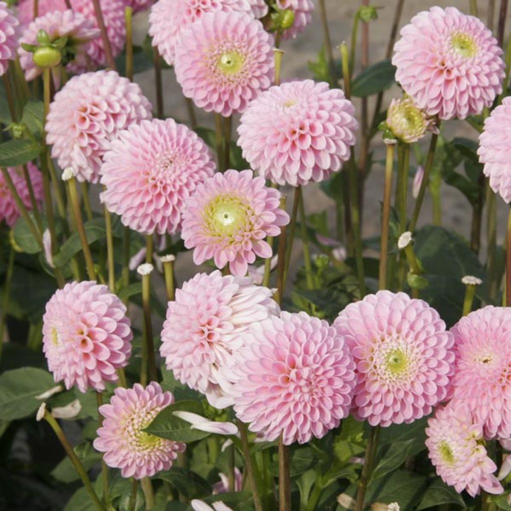 Dahlia Pink Jewel