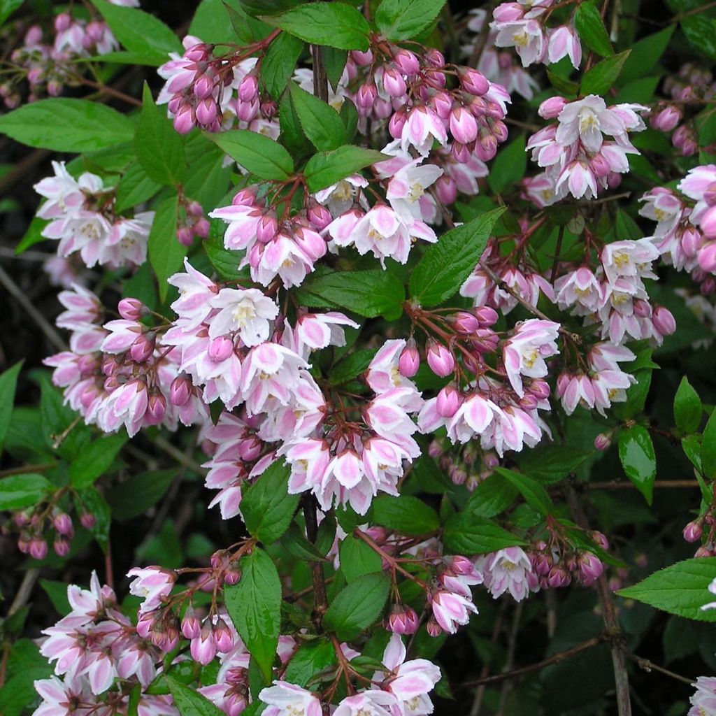 Deutzia purpurascens Kalmiiflora