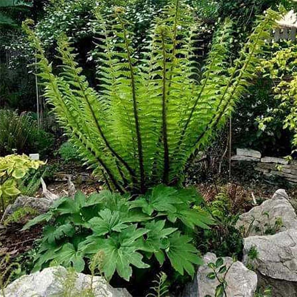 Dryopteris crassirhizoma - Thick-stemmed wood Fern