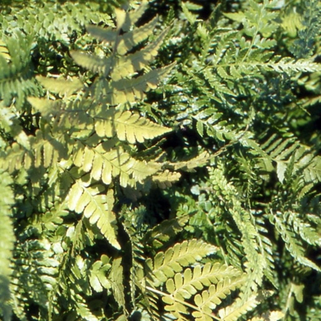 Dryopteris erythrosora Prolifica - Copper Fern