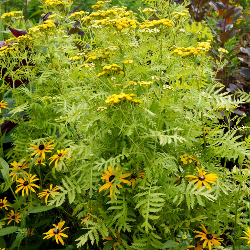 Tanacetum vulgare Isla Gold