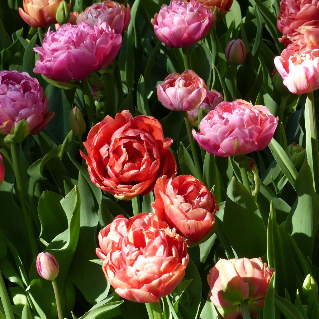 Duo of tulips Amazing Grace & Copper Image