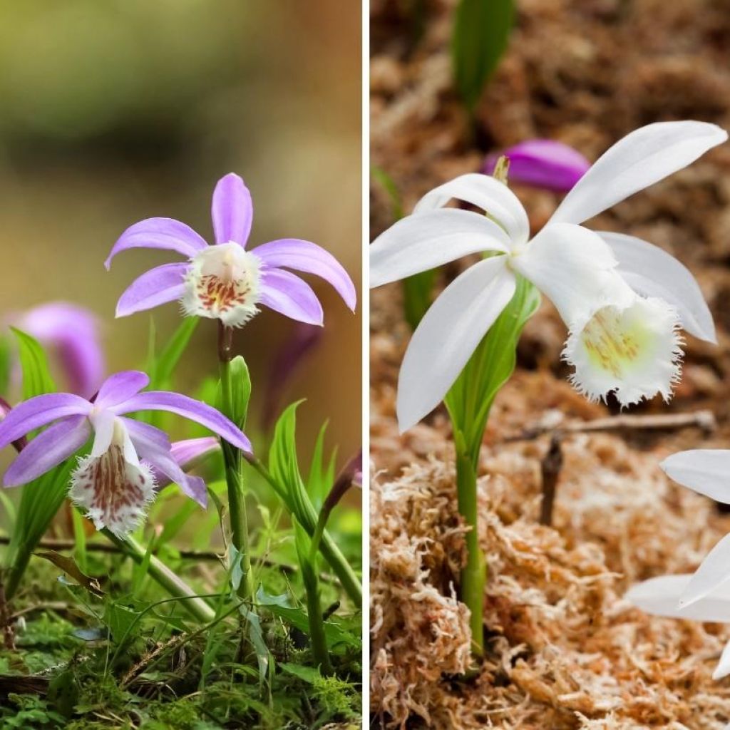 Garden Orchid Duo - Formosan Pleiones