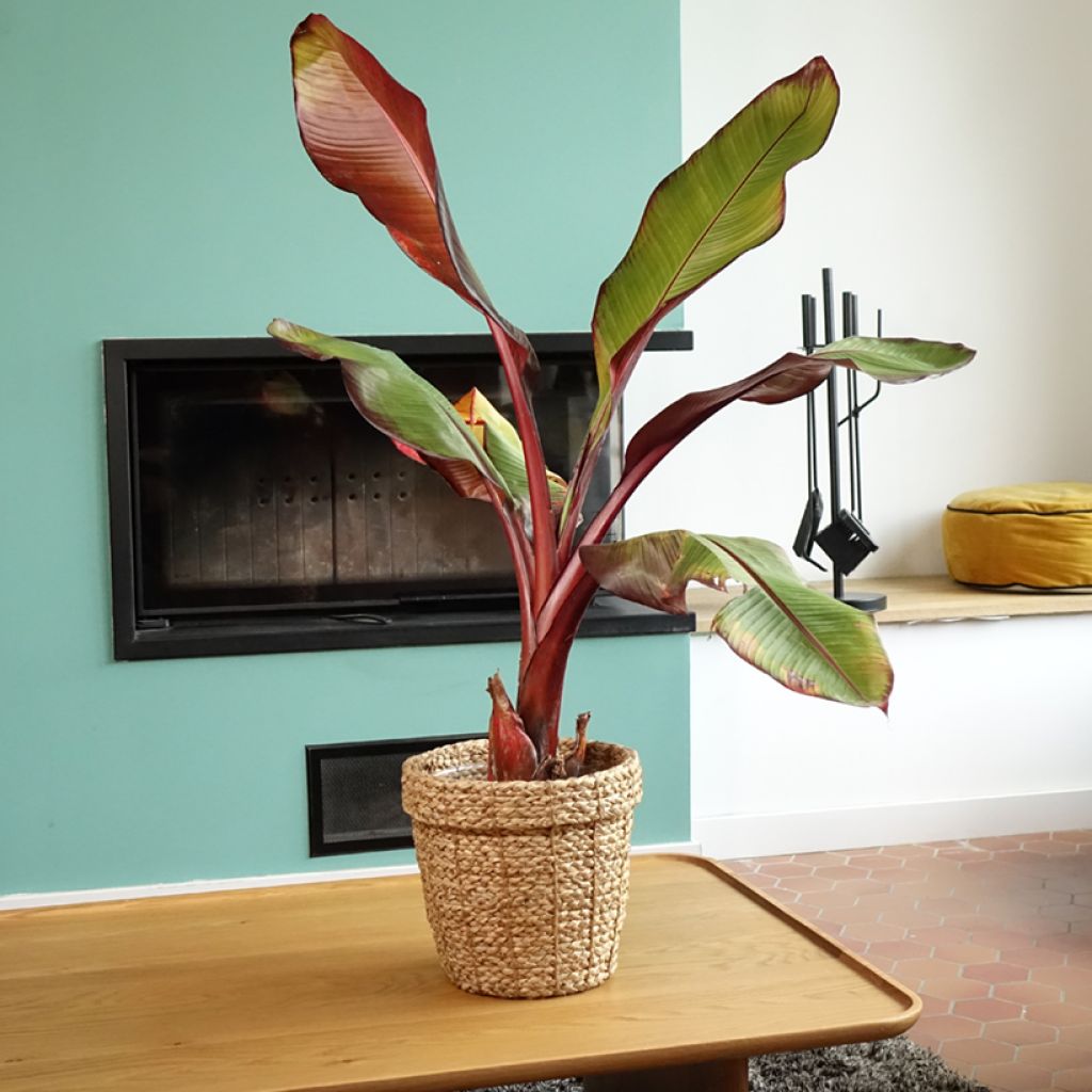 Ensete ventricosum Maurelii - Ethiopian Black Banana