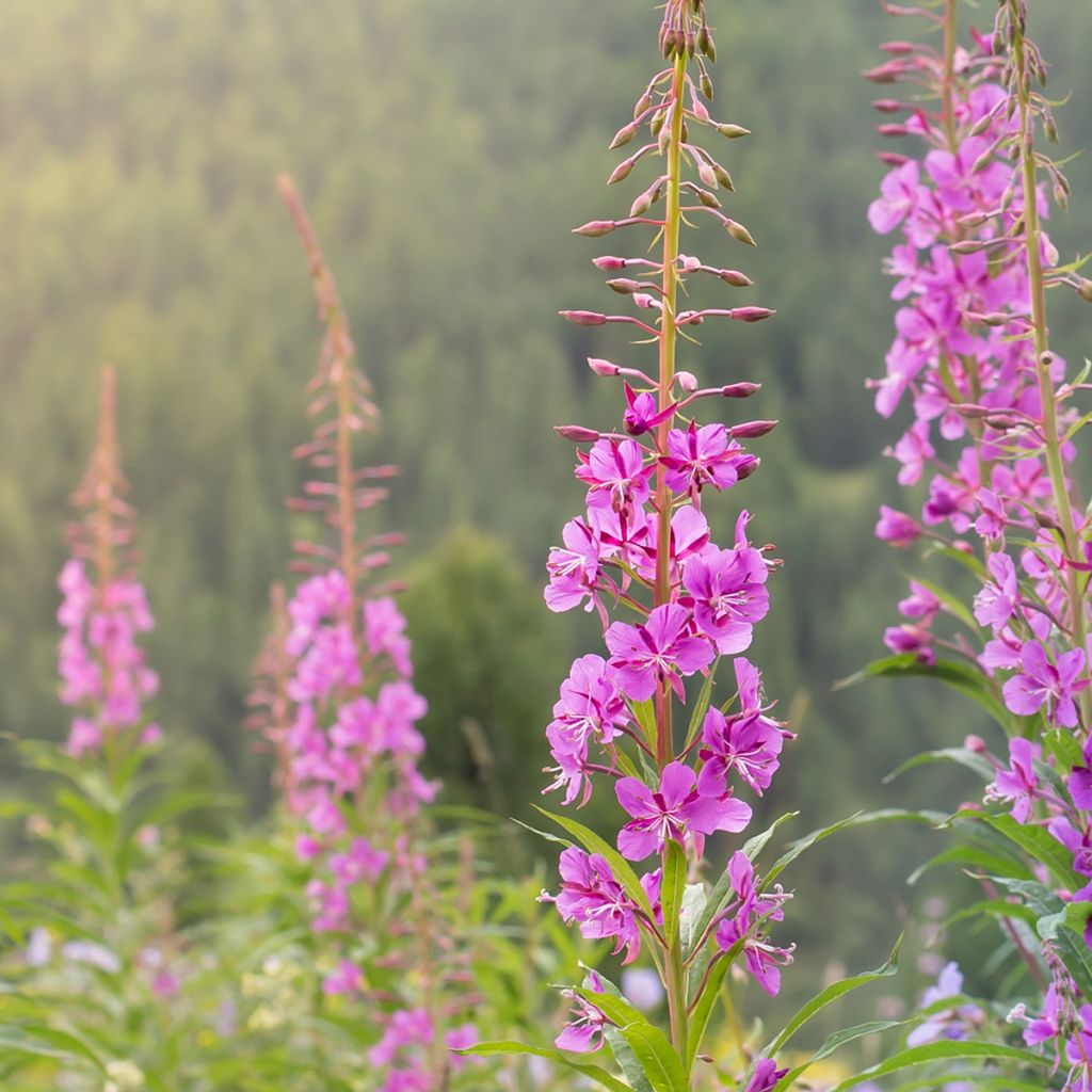 Epilobium angustifolium  - Rosebay willowherb