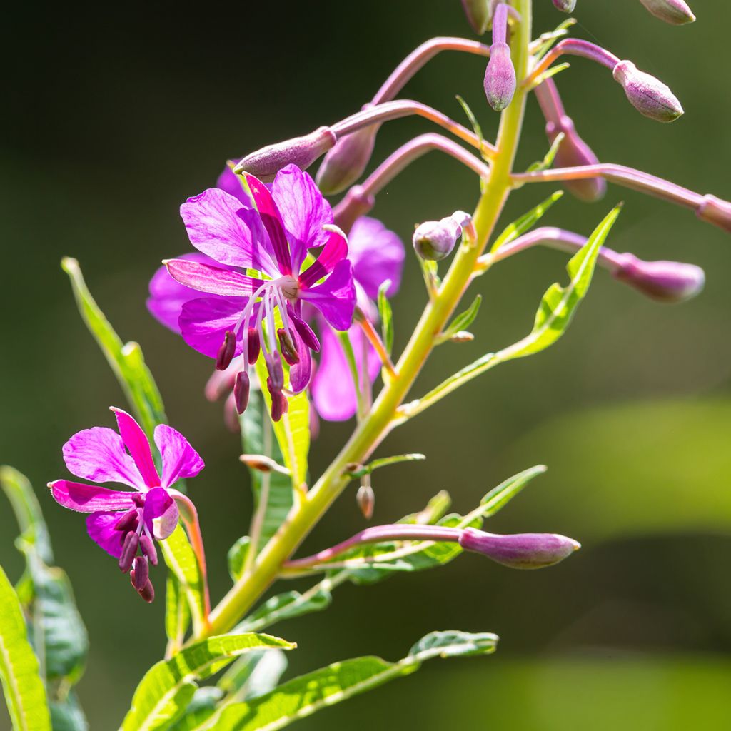 Epilobium angustifolium  - Rosebay willowherb