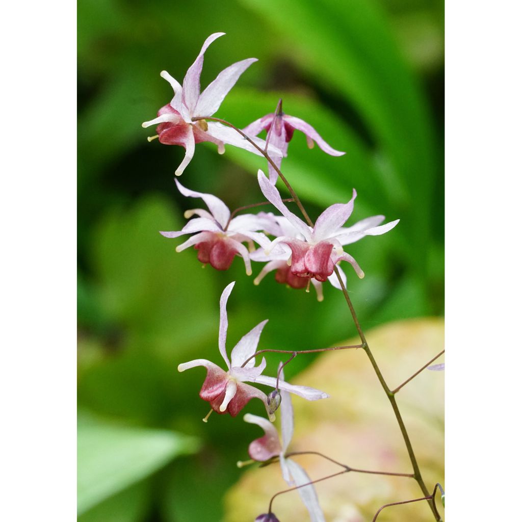 Epimedium Pink Elf - Barrenwort