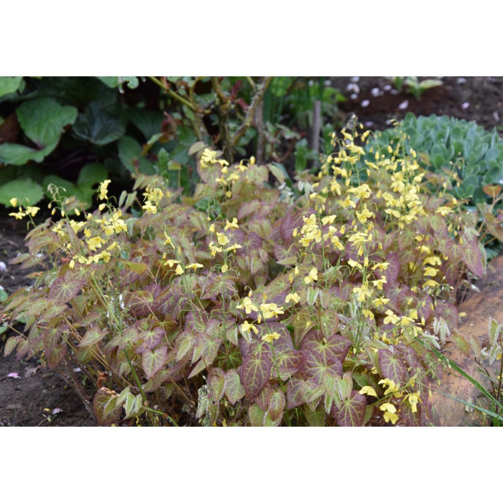 Epimedium perralchicum Fröhnleiten - Barrenwort