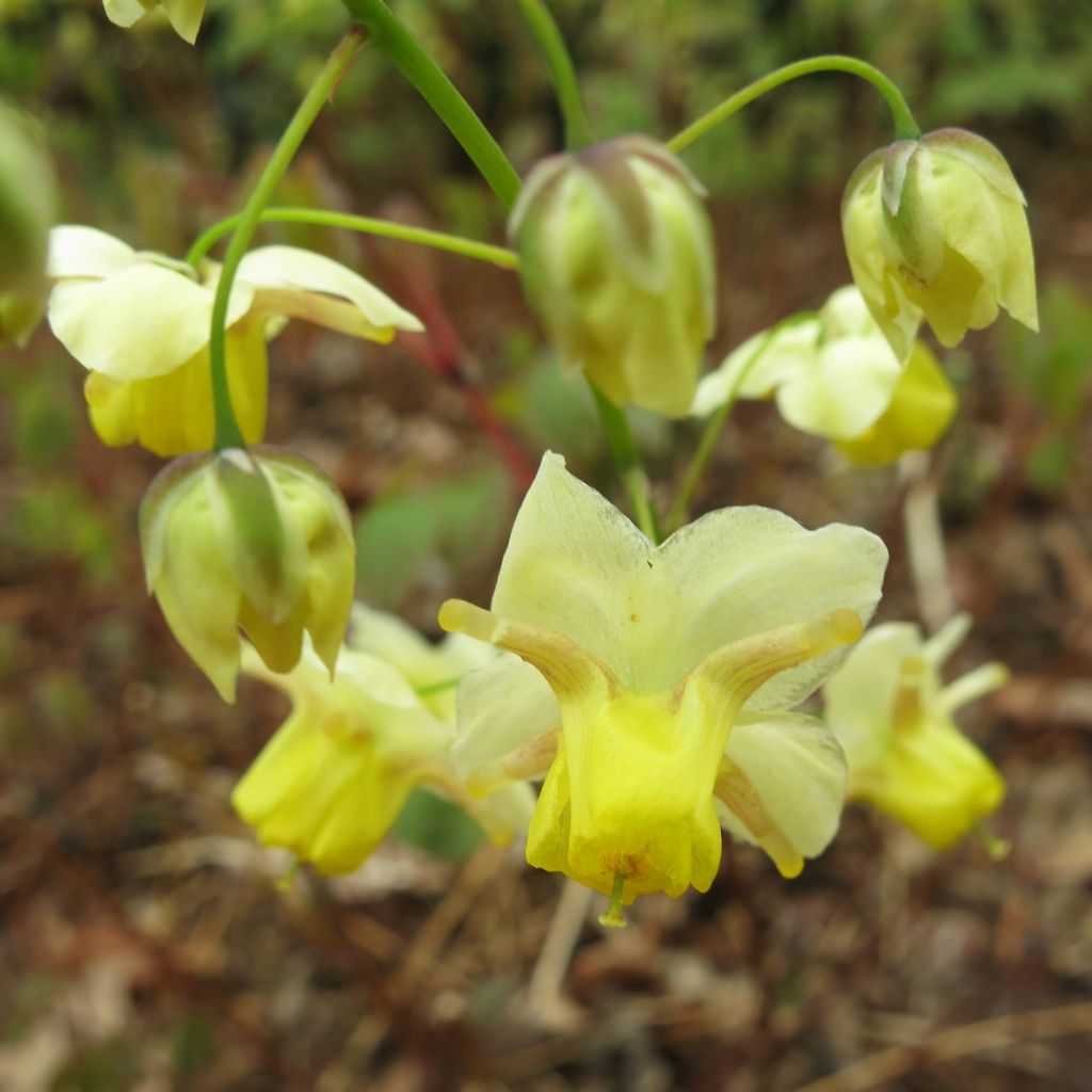 Epimedium pinnatum, Fleur des elfe