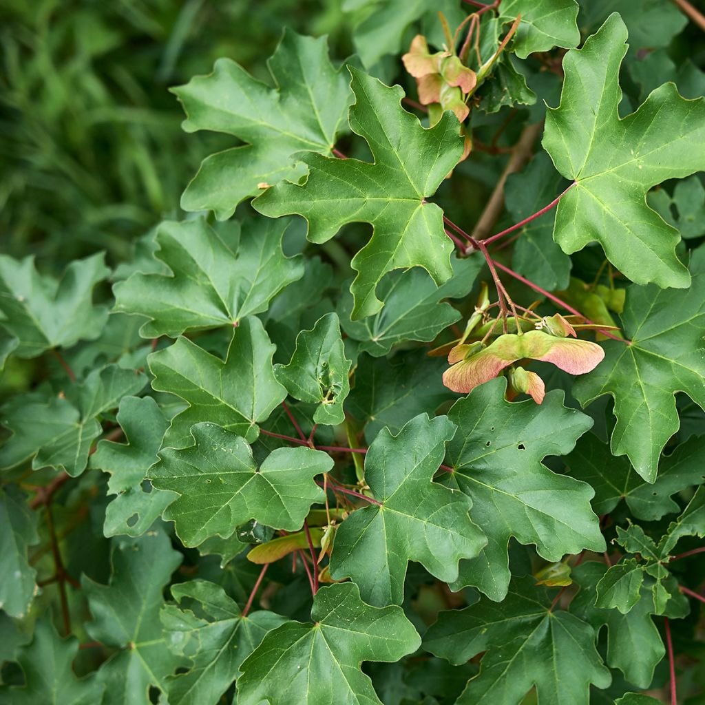 Acer campestre Green Column - Field Maple