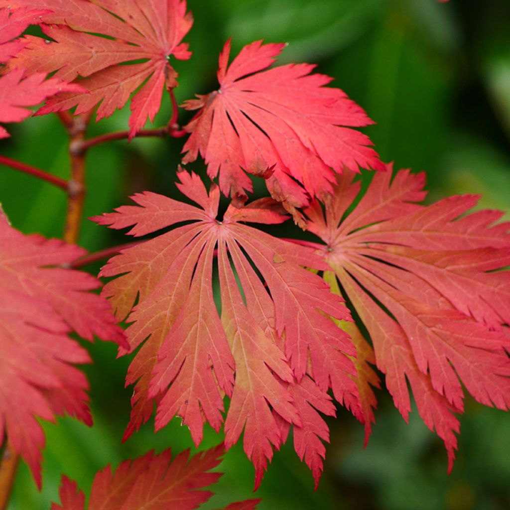 Acer japonicum Aconitifolium - Japanese Maple