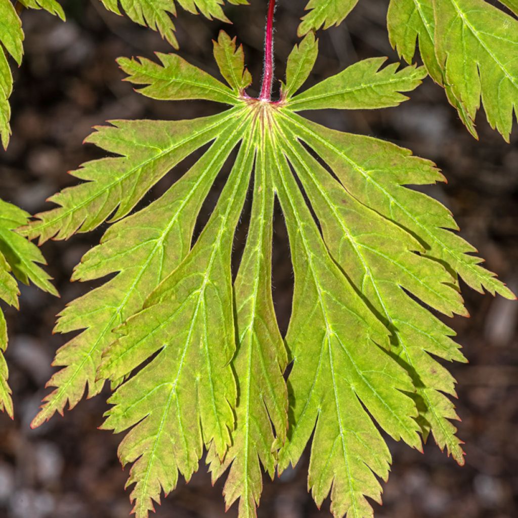 Acer japonicum Aconitifolium - Japanese Maple