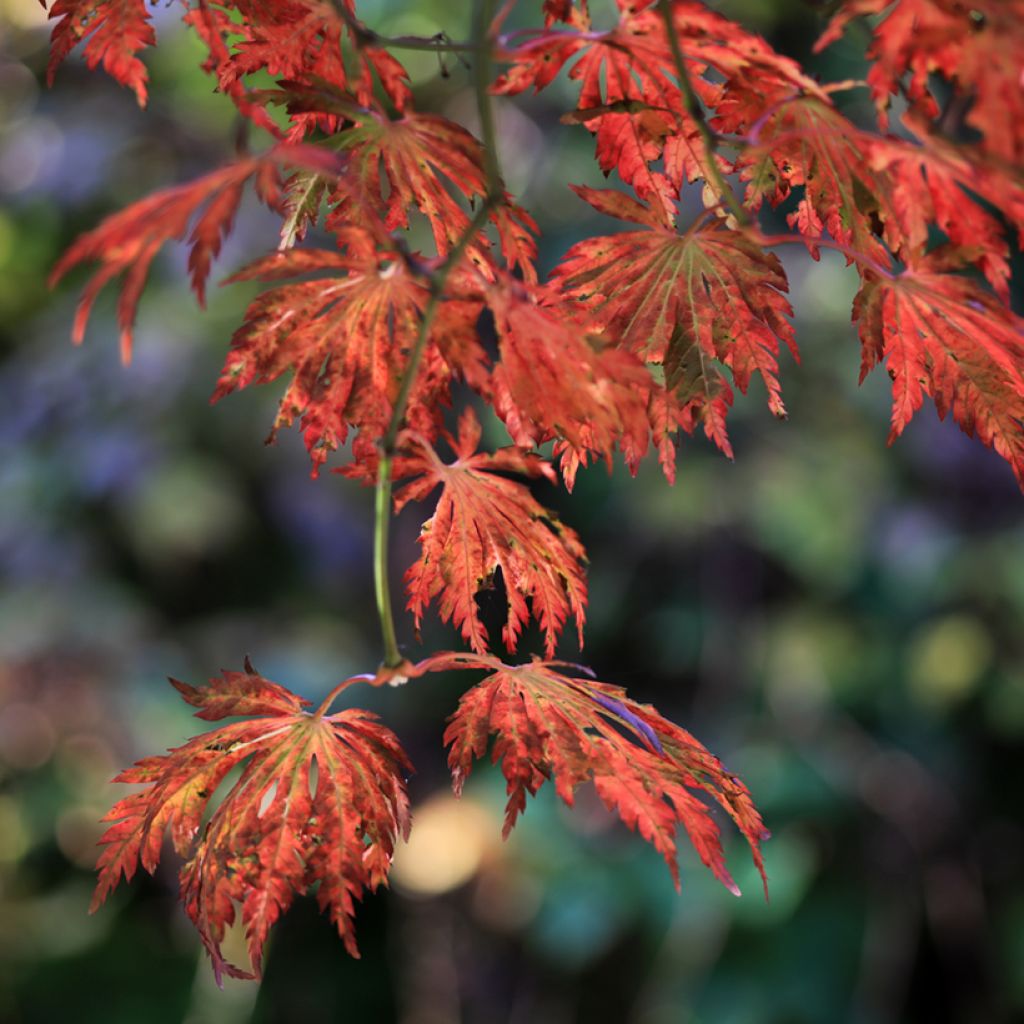 Acer japonicum Aconitifolium - Japanese Maple