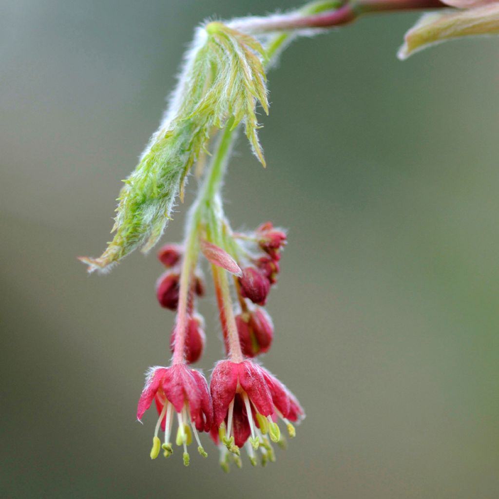 Acer japonicum Aconitifolium - Japanese Maple