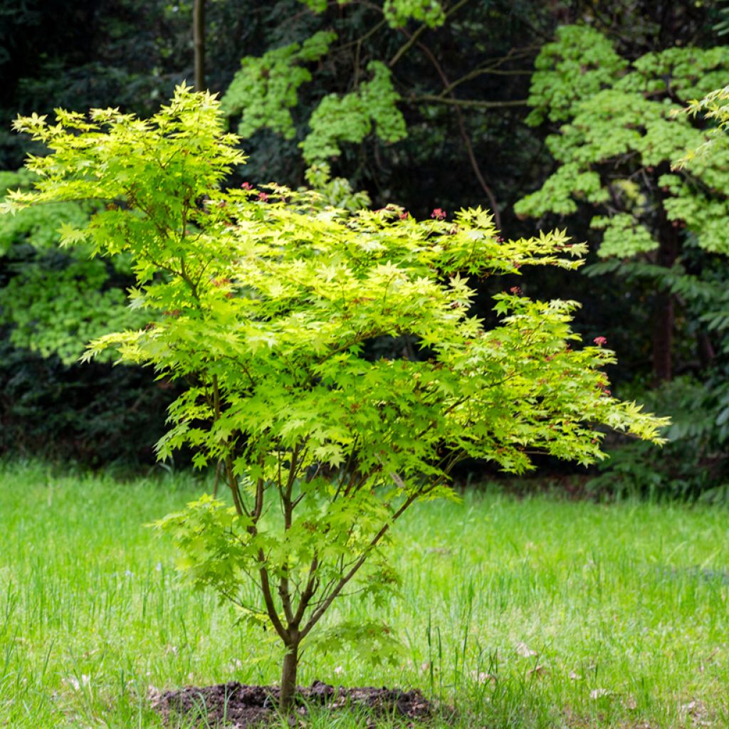 Acer japonicum Aconitifolium - Japanese Maple