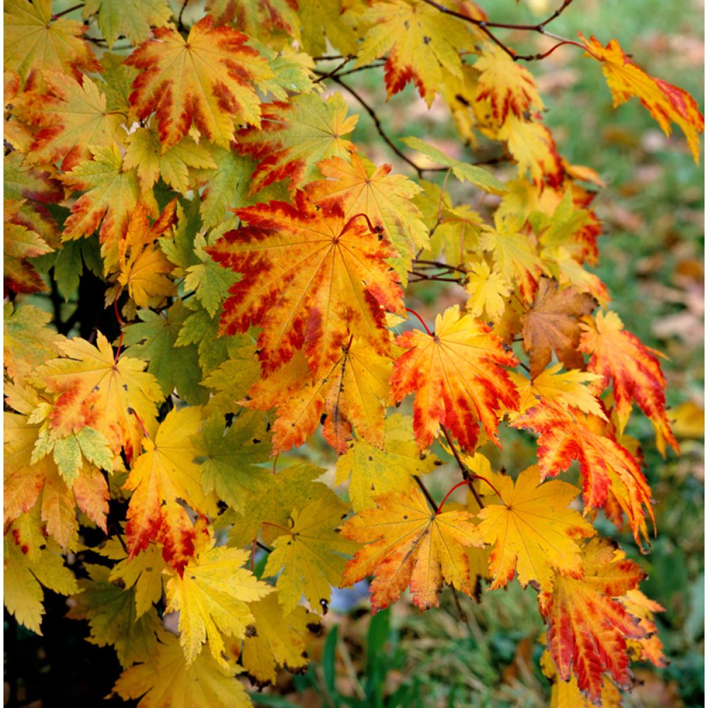 Acer japonicum Vitifolium - Japanese Maple