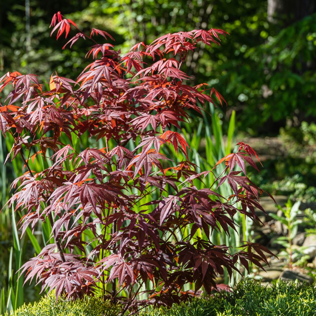 Acer palmatum Atropurpureum - Japanese Maple