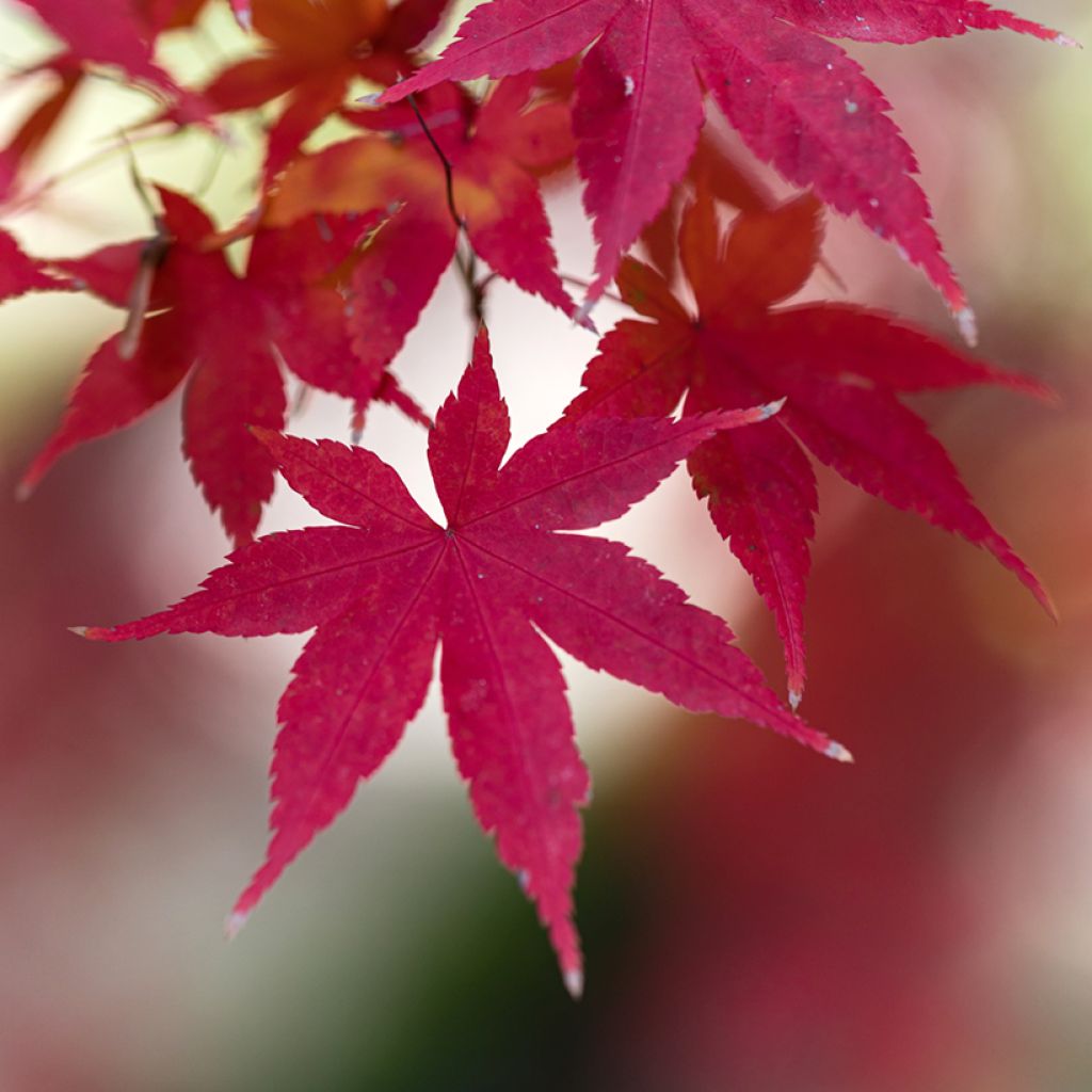 Acer palmatum Atropurpureum - Japanese Maple