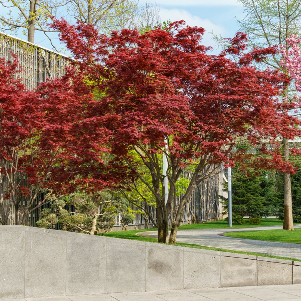 Acer palmatum Atropurpureum - Japanese Maple