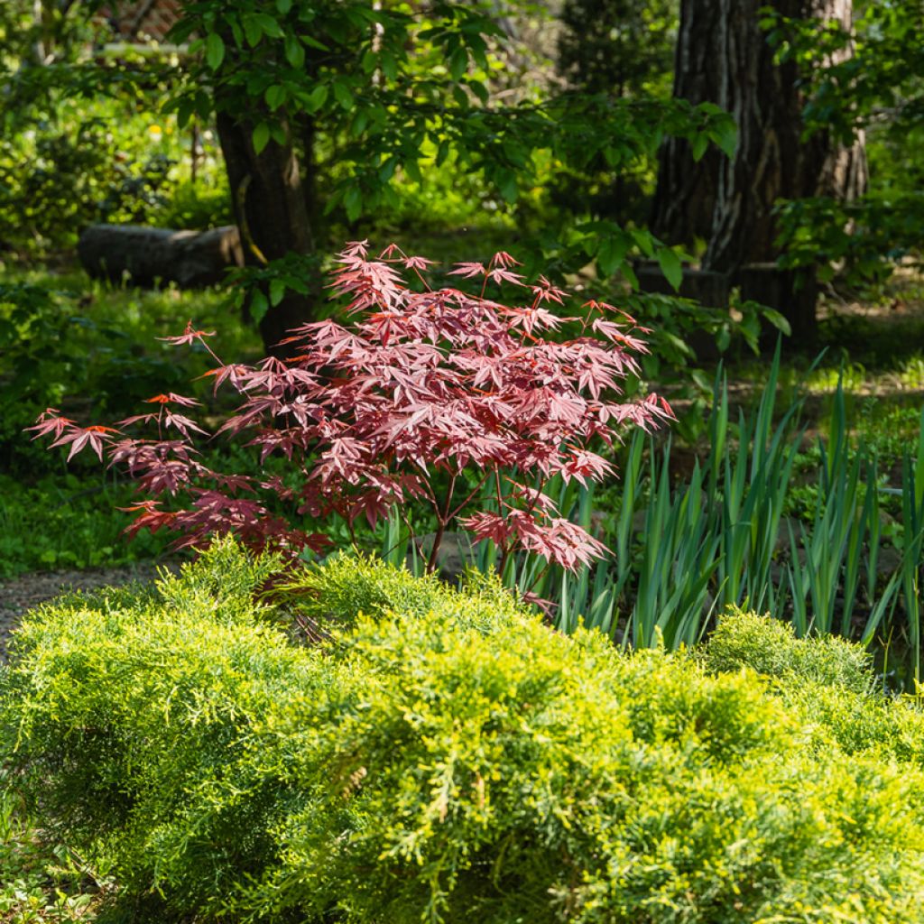 Acer palmatum Atropurpureum - Japanese Maple